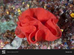 The spanish dancer is a dorid nudibranch, a marine gastropod mollusc in the family of hexabranchidae. Eggs Of Spanish Dancer Nudibranch Thousands Of Eggs In Egg Ribbon Coil Laid By Sea Slug Tropical Indo Pacific Ocean Region Stock Photo Offset