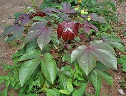 Image result for Jatropha erythropoda