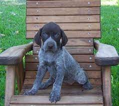Find german shorthaired pointers for sale in redding, ca on oodle classifieds. German Shorthaired Pointer Pointer Puppies German Shorthaired Pointer Cute Dogs