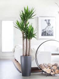 10 Huge Houseplants That Make A Statement Plant Decor Indoor Yucca Plant Indoor Living Room Plants