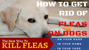 Home » product reviews » flea products » top 5 best flea killer for your yard. How To Get Rid Of Fleas On Dogs What S The Best Way Ihomepet