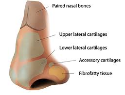 Nasal bone fractures, when isolated, are most commonly a displaced fracture of one of the paired nasal bones. Racgp Traumatic Nasal Injuries In General Practice