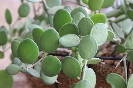 Flower color ranges from yellow to white and even pink. A Most Unusual Succulent Vine Alice Liles Succulents Cacti And Succulents Starter Plants