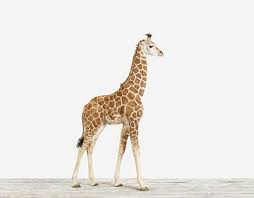 For The Day I Do Have A Nursery Baby Giraffe Melt My Heart Baby Animals Animal Photography Print Baby Giraffe