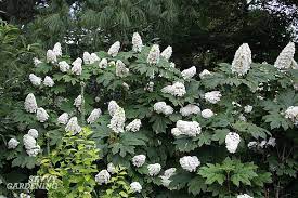 We did not find results for: Flowering Shrubs For Shade Top Picks For The Yard Garden