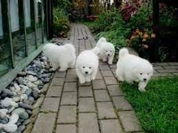 We did not find results for: Samoyed Puppies For Sale Oregon City Or 108260