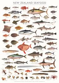 Shop Seafood New Zealand