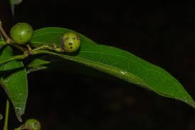 Image result for Strychnos henningsii