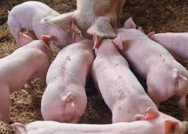 Pigs