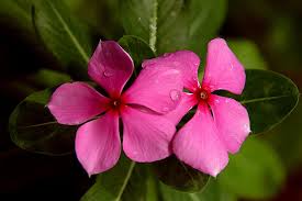 Sep 21, 2017 · identify henbit in your st. Periwinkle Flowers Flower Team Blooming Purple Flowers 5 Wings The Leaves Grass Tree Weed Close Up Fresh Pikist