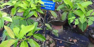 Quite easy to use this list and put the names in alphabetical order. India Must Protect Its Rare Unique And Endangered Plants And Trees