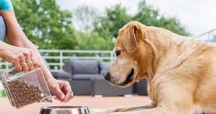 Maybe you would like to learn more about one of these? Dog Food Recall 2021 Sunshine Mills Recalls Dog Food Due To Salmonella Thrillist