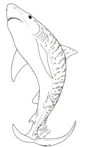 Tiger Shark Coloring Page Shark Coloring Pages Shark Drawing Shark Images