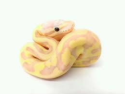 Banana Vanilla Scream Banana Pastel Fire Vanilla Pet Snake Pretty Snakes Cute Reptiles