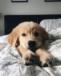 Decouvrez La Methode Pour Dressez Votre Chien Ou Chiot En 15 Minutes Par Jour Amour De Chien Dressage Education Eduquer In 2020 Puppies Retriever Puppy Cute Animals