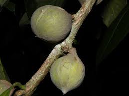 Image result for Pouteria pseudoracemosa