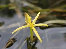 Image result for Heteranthera callifolia