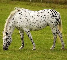 With its foundation stallion figure born in the late 1700s in massachusetts, the morgan is described as america's first breed. Top 12 Best Horse Breeds For Beginners And Why Horse Factbook Horse Breeds Horses Appaloosa Horses