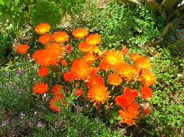 Image result for Lampranthus spp.