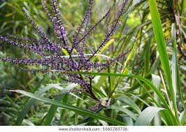 Image result for Cordyline stricta