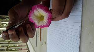 How To Cut The L S And T S Of Petunia Flower Youtube