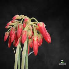 Image result for Cotyledon barbeyi