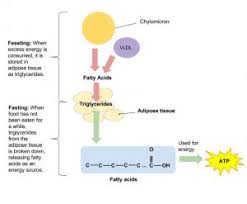 Digestion And Absorption Of Lipids Human Nutrition