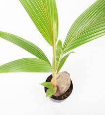 Coconut palms are found in tropical coastal areas nearly worldwide and are the most economically important palm species. Buy The Coconut Palm Cocos Nucifera Indoor Houseplant With National Delivery Beards Daisies