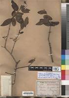 Image result for Dobera