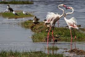 Flamingolar Kuslar Su Kusu Flamingo Hayvanlar Kus