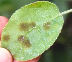 The trees are generally free from disease but occasionally suffer from coral spot (dead twigs become covered in pink pustules). Diseases Cooperative Extension Tree Fruits University Of Maine Cooperative Extension