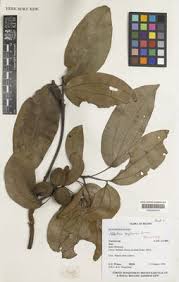 Image result for Albertisia exelliana