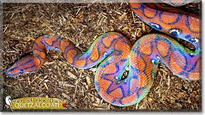 The brazilian rainbow boa is native to central and south america. Brazilian Rainbow Boa Woop Getting One Of The Lovelies Next Weekend Colorful Snakes Rainbow Snake Brazilian Rainbow Boa