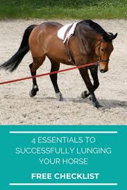 Strides For Success In 2020 Horses Horse Training Horse Training Tips