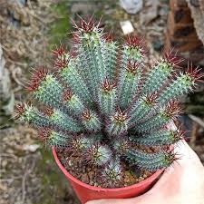 Image result for Euphorbia