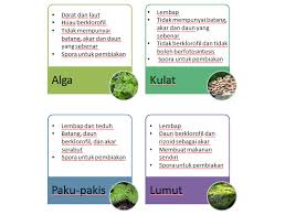Seperti yang anda tahu, baja yang mengandungi nitrogen, menyumbang kepada pertumbuhan aktif pucuk muda. Sainsbiodiversiti Klasifikasi Tumbuhan