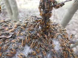 Some wasps do make honey! Window On A Texas Wildscape Mexican Honey Wasps