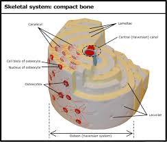 Deep to the compact bone layer is a region of spongy bone where the bone tissue grows in thin columns called. Skeletal System Compact Bone