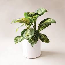 Dieffenbachia Tropic Snow In 2020 Plants Dieffenbachia Houseplant House Plants