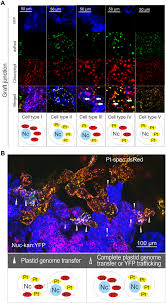 Maybe you would like to learn more about one of these? Horizontal Genome Transfer By Cell To Cell Travel Of Whole Organelles Science Advances