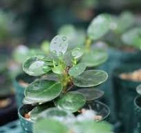 Ficus Panda Plant China Bot Small Leaves China Banyan Tree Kamarup Malyan  Banyan Ficus Microcarpa Curtain Fig Gajumaru Live Plant Original Variety :  ...
