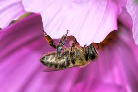 Bees visit flowers for two reasons, to collect nectar and to collect pollen. How Often Do Honey Bees Sleep In The Flowers Honey Bee Suite