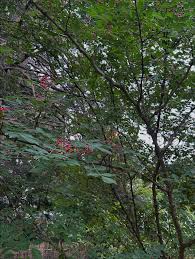 Image result for Zanthoxylum sp. A