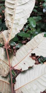 Image result for Anthonotha macrophylla