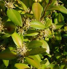 Image result for Buxus acutata