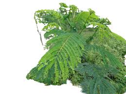 Image result for Albizia chinensis
