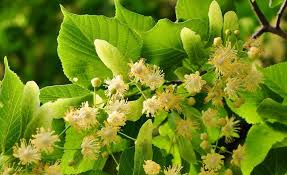 These days, houses are built much closer together than in yesteryear, which means your neighbors aren't far from your backyard. Want To Feed The Bees Plant A Bee Tree Green Garden Buzz