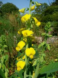 Image result for Crotalaria bernieri