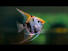 Ikan MANFISH!!! Ikan Hias Air Tawar Aquarium Cantik yang Cocok di Ruang  Keluarga