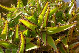 Image result for Bryophyllum
